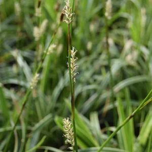 Carex morrowii 'Ice Dance' ---